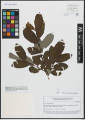Foto von Salix appendiculata Vill.